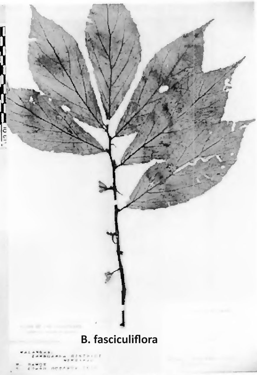 B. fasciculiflora